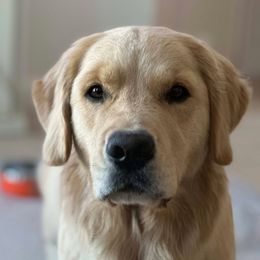 Cora - Golden Retriever