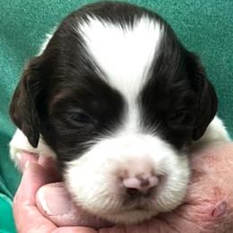 Sadie girl 1 - Liver and white female Brittany puppy in Floyd Knobs, Indiana from Cross Creek Brittanys