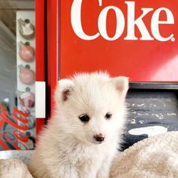 Princess Peach - Lavender female Pomsky puppy in Sand Coulee, Montana from Big Sky Pomskies