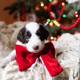 Bella - female Australian Mountain Doodle puppy in Redding, California from Farmstead Doodles
