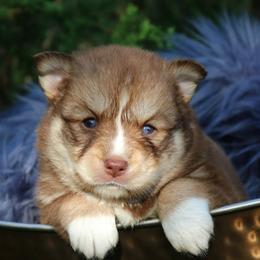 Posey - Red and white female Pomsky puppy in Missouri from Husky Hill Kennel