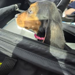 Basset Hound and Dachshund Puppies from V's Southern Angels