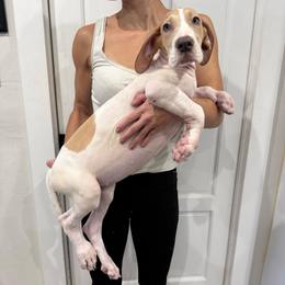 Sparkler - Mantle merle female Great Dane puppy in Florida from Beachside Kennels