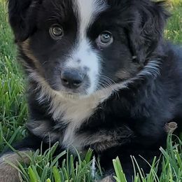 Miniature Australian Shepherds and Toy Australian Shepherds from Outback Aussies Central Texas