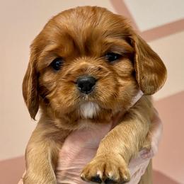 Ruby - Ruby female Cavalier King Charles Spaniel puppy in Lambertville, Michigan from Dream Dog LLC