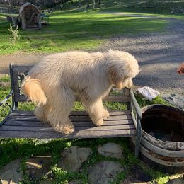 Assorted Doodle Crosses and Goldendoodles from Dar W Doodles