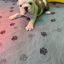 Bingo - Fawn brindle and white male Bulldog puppy in Topeka, Kansas from Midwest Monster Made Bulldogs