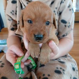 Green - Dark golden male Golden Retriever puppy in Lanesboro, Minnesota from Eagle Ridge Golden Retrievers