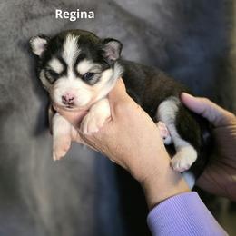 Regina - Black and white female Pomsky puppy in Fredericksburg, Virginia from Purely Pomskies