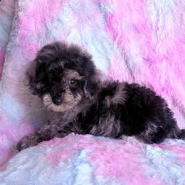 Mr. Diamond - Merle male Cavapoo puppy in Knoxville, Tennessee from Rocky Top Cavapoos