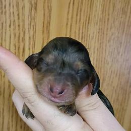 Juniper - Dapple female Dachshund puppy in Pasco, Washington from G & G Kennel