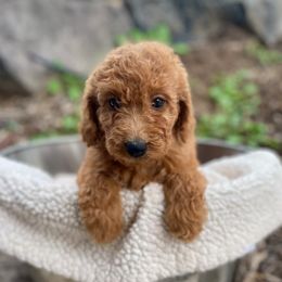 Jane - Red  female Goldendoodle puppy in South Jordan, Utah from Wasatch Pup