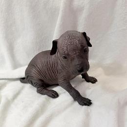Bingo - Black female Xoloitzcuintli puppy in Manitowoc, Wisconsin from Wonderland Kennel