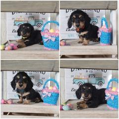Dachshund Puppies from Noel Wiener Ranch