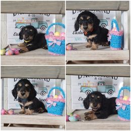 Dachshund Puppies from Noel Wiener Ranch