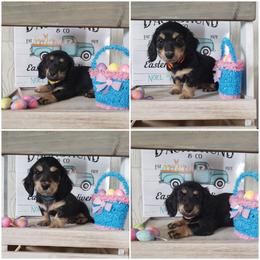 Dachshund Puppies from Noel Wiener Ranch