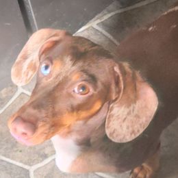 Dachshunds from Dan's Doxie's