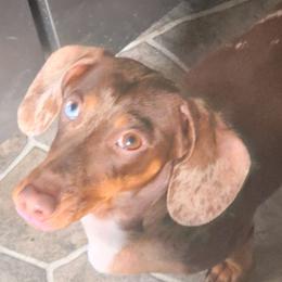Dachshunds from Dan's Doxie's