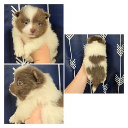 Boy 4 - Lavender male Pomeranian puppy in Washington, North Carolina from Grace's Poms🐾💕