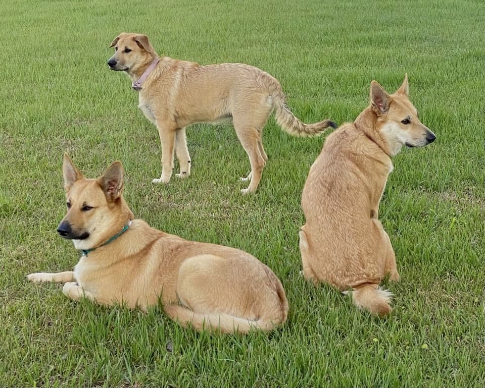 Mystique Pond Chinooks in Florida Chinook puppies Good Dog