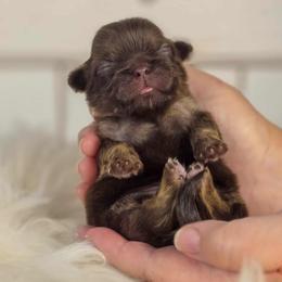 French Bulldog and Pekingese Puppies from SFLK