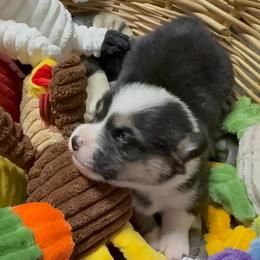 AKC Red Rooster - Black and tan male Pembroke Welsh Corgi puppy in Summerfield, Florida from Promise Land Farm