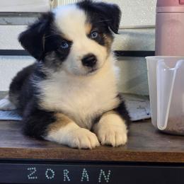 Tess - Black tri-color female Australian Shepherd puppy in Leonard, Texas from Tin Roof Aussies