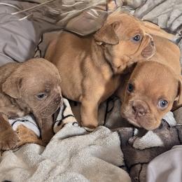 Bulldogs from Bows and Wrinkles Bulldogs