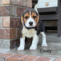 Casey - Black tan and white male Beagle puppy in Mansfield, Missouri from Rippee Creek Kennel