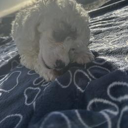 Grace - Parti female Poodle puppy in Berkeley, California from Poodle Parade