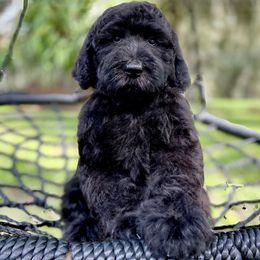 "English Goldendoodle Puppy from Moss Creek Goldendoodles" Goldendoodle and Schnoodle Puppies from Moss Creek Goldendoodles