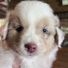 Butter - Red merle male Miniature American Shepherd puppy in Greenboro, North Carolina from Rustlingrass Miniature American Shepherds