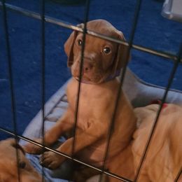 Vizsla Puppies from Ann's Vizslas
