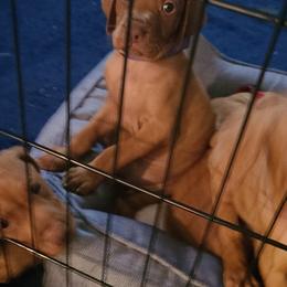 Vizsla Puppies from Ann's Vizslas