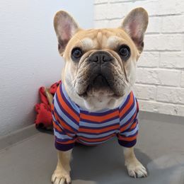 Runa - French Bulldog