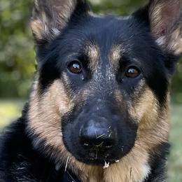 German Shepherds from Copper Hill German Shepherds