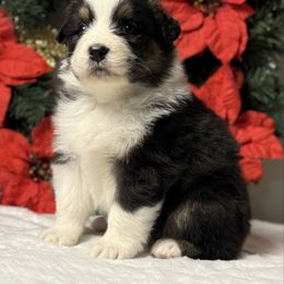 Queenbee - Black tri-color female Australian Shepherd puppy in Touchet, Washington from Northwest Rainbow Aussies and Golden Retrievers