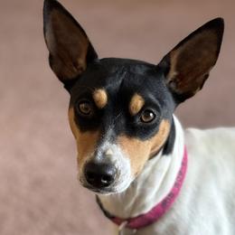 Iris - Rat Terrier