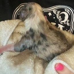 Cardigan Welsh Corgi Puppies from Katie Rogers