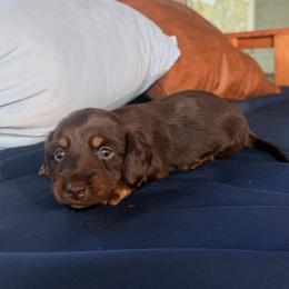 Girl 2 - Chocolate and tan female Dachshund puppy in Bowdon, Georgia from Doodle Bugs Doxies