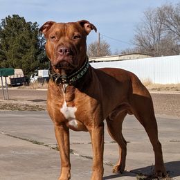 Soren - American Pit Bull Terrier