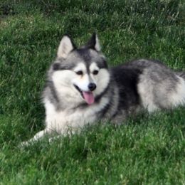 Pomskies and Pugs from Peace Road Puppies