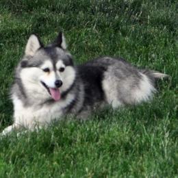 Pomskies and Pugs from Peace Road Puppies