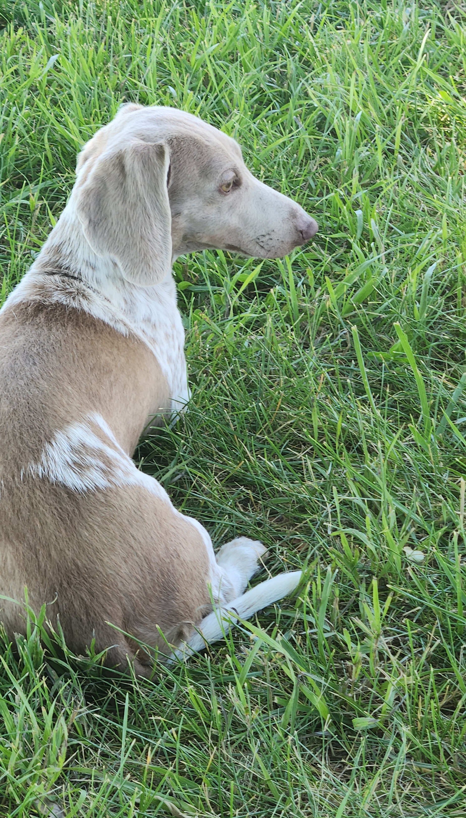 Ruby - Dachshund
