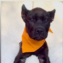 Moana - Black female Cane Corso puppy in Hayward, California from Grande Kennels