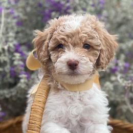 Beth - Parti female Labradoodle puppy in Murray, Utah from Swann's Kennels