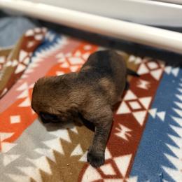 German Shepherd Puppies from Smithcoshepherds
