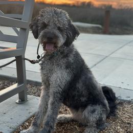 Koa - Goldendoodle
