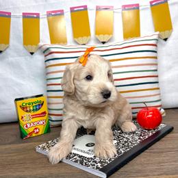 Coral - Wheaten female Miniature Schnauzer puppy in Huntington, Utah from Schnauzers on Robinson Lane