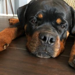 Rottweiler Puppies from Bronx Von Bridges Rottweilers